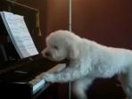 anjing_20150907_140201.jpg