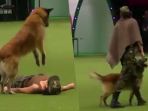 anjing_20170312_220204.jpg