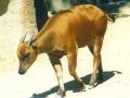 anoa-sesungguhnya.jpg