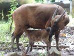 anoa123.jpg