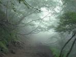 aokigahara_20150711_131313.jpg
