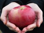 apel-apple_20150126_111637.jpg