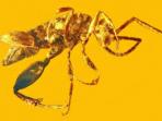 aptenoperissus-burmanicus_20161107_160447.jpg