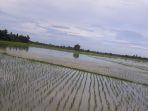 area-persawahan-9112021.jpg