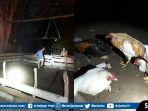 arena-judi-sabung-ayam-di-kayu-ara.jpg