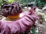 aroma-yang-dikeluarkan-dari-bunga-bangkai-yang-mekar-di-sekitar-pekarangannya_20181102_144716.jpg