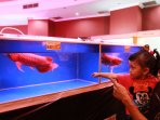arowana-international-contest-and-expo-equator-gemstone-2015_20150415_111906.jpg