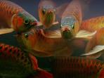 arwana-ikan_20150615_104718.jpg
