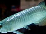 arwana-jambi_20160325_130441.jpg