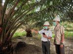 asian-agri-sawit-n.jpg