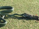 atlah-detik-detik-saat-ular-ini-memangsa-iguana_20171103_114201.jpg