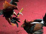ayam-aduan.jpg