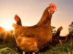 ayam-betina_20161013_174247.jpg