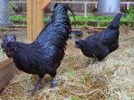 ayam-cemani-dari-indonesiagoid.jpg