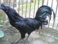 ayam-cemani.jpg
