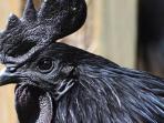 ayam-cemani_20151020_183946.jpg