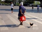 ayam-china_20160804_183424.jpg