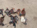 ayam-di-prabumulih1111.jpg