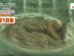 ayam-embrio_20160609_140636.jpg