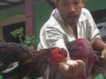 ayam-jagoan.jpg