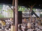 ayam-jantan12343.jpg