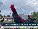 ayam-ketawa-gorontalo-nih3.jpg