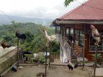 Ayam Kokok Bertingkat Khas Solok, Harganya Jutaan Rupiah