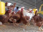 ayam-ternak-82.jpg