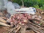 ayam-tiren-di-boyolali.jpg