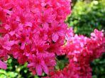 azalea5.jpg