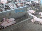 babi-bali-ok123.jpg