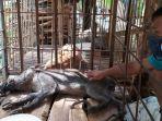 babi-berkaki-aneh-di-desa-pekuncen-kecamatan-jatilawang.jpg