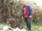 babi-hutan-jantan-sebelumnya-masuk-rumah-warga-desa-sinduaji-pandanarum-banjarnegara_20180918_154735.jpg