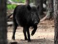 babi-hutan-ngamuk.jpg
