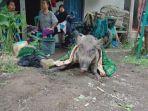 babi-hutan123.jpg