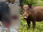 babi-hutan_20180331_151050.jpg