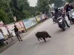 babi-masuk-ke-kantor-kecamatan-pameungpeuk.jpg