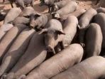 babi-nih2_20180820_153716.jpg