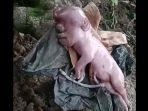 babi-ntt.jpg