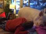 babi-raksasa_20170117_215209.jpg
