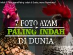 bak-model-inilah-7-foto-ayam-paling-indah-di-dunia_20180305_143748.jpg
