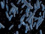 bakteri-penyebab-melioidosis-ditemukan-di-amerika-serikat.jpg