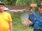 balita-tewas-tersengat-tawon-di-bogor.jpg