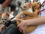 bandung-dogs-carnival_20150824_221253.jpg