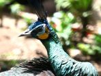 Puluhan Burung Sitaan BBSDA Jatim Tiba di Ambon