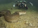 banfi-dan-anaconda_20150617_054659.jpg