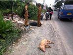 bangkai-babi-ditemukan-warga-dibuang-di-pinggir-jalan.jpg