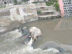 bangkai-babi-yang-ditemukan-di-sungai-di-klaten-virus-flu-babi.jpg