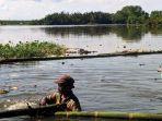 bangkai-babi-yang-mencemari-danau-siombak-dihalau-dengan.jpg