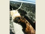 bangkai-diduga-walrus_20180703_142319.jpg
